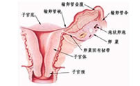 什么是子宮性不孕癥