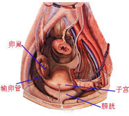 ���Ӳ��ܸ����ί��m�i��?