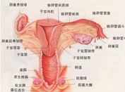 陰蒂整形術(shù)還你“性”福生活